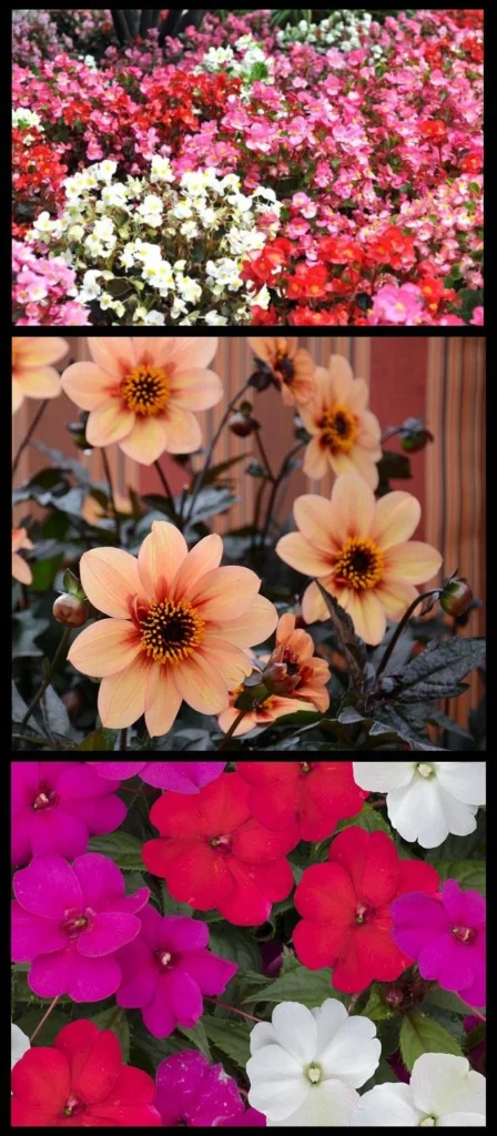 Add Spring Annuals to Enhance Your Curb Appeal