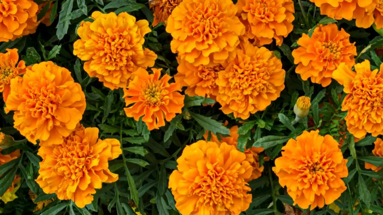 Blog 2 Landesign Apr 2025