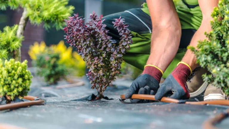 A landscaper installs professional drip irrigation.