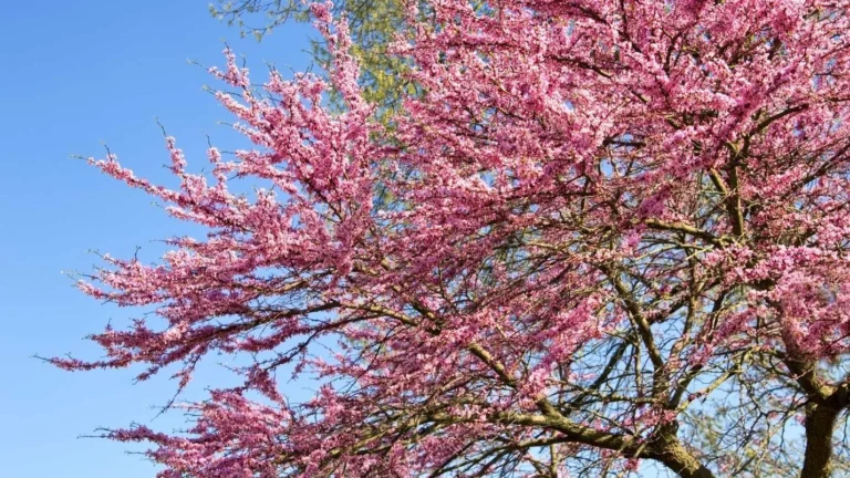 A sustainable tree with pink flowers, planted in a California landscape.