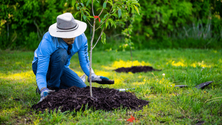 A landscaper replaces the mulch around a growing tree after adding fertalizer.
