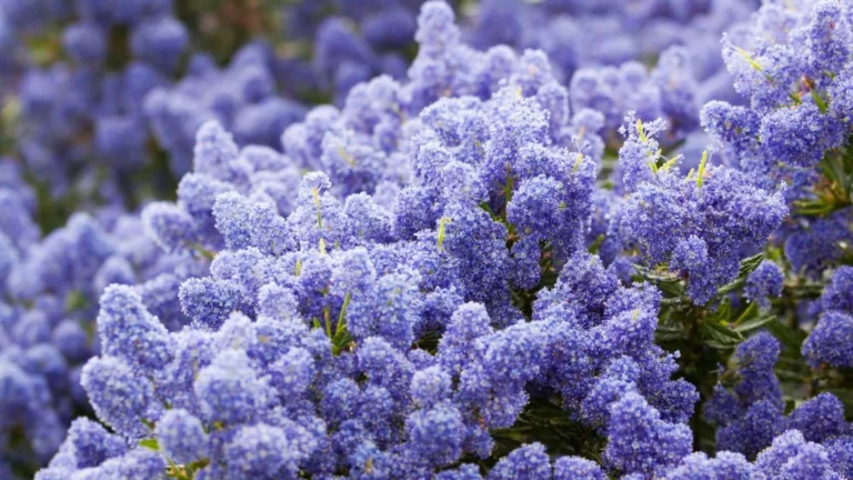 A native California Lilac bush that is in full bloom.