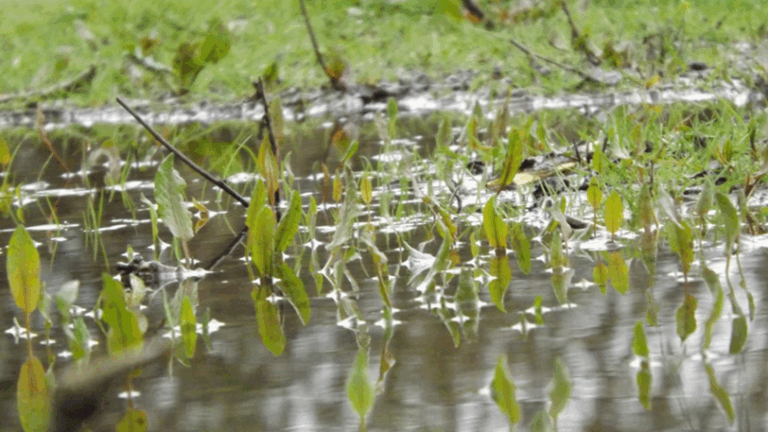 A piece of lawn that has a brown ish puddle of water on it.