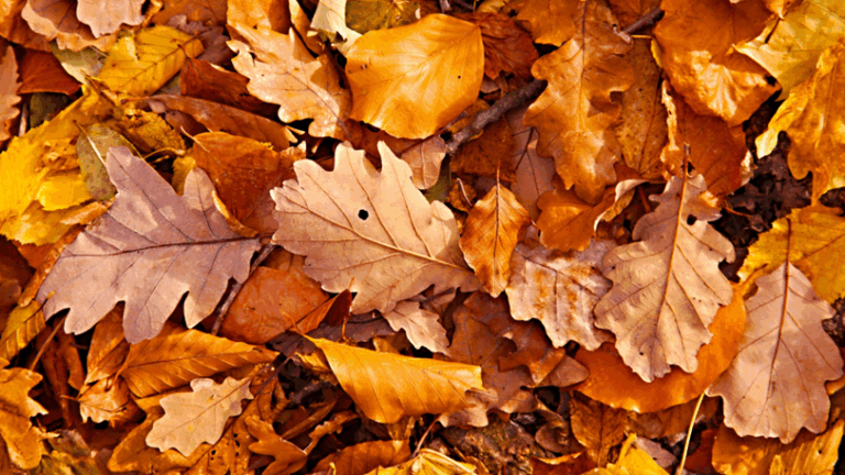 A pile of autumn leaves in various different shapes and orange hues.