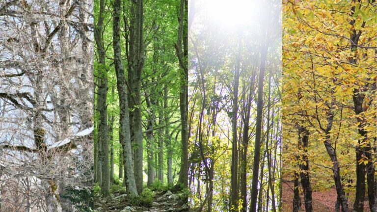 Four images of trees during each of the four season.