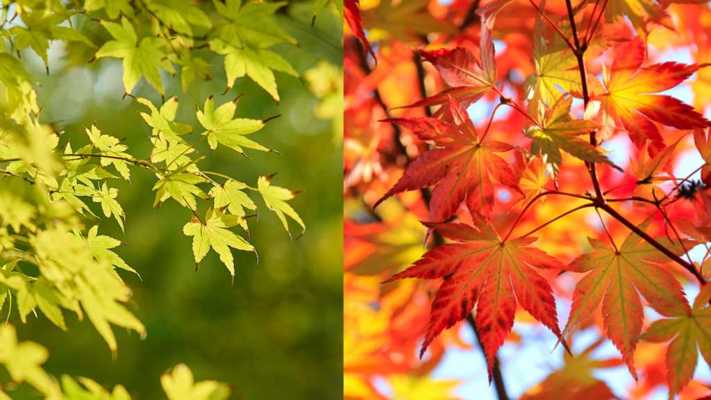 An image with spring green leaves on one side and autumn leaves on the other.