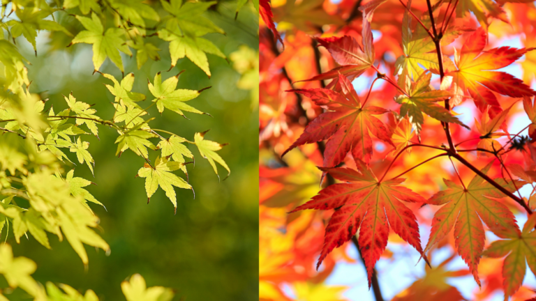 An image with spring green leaves on one side and autumn leaves on the other.