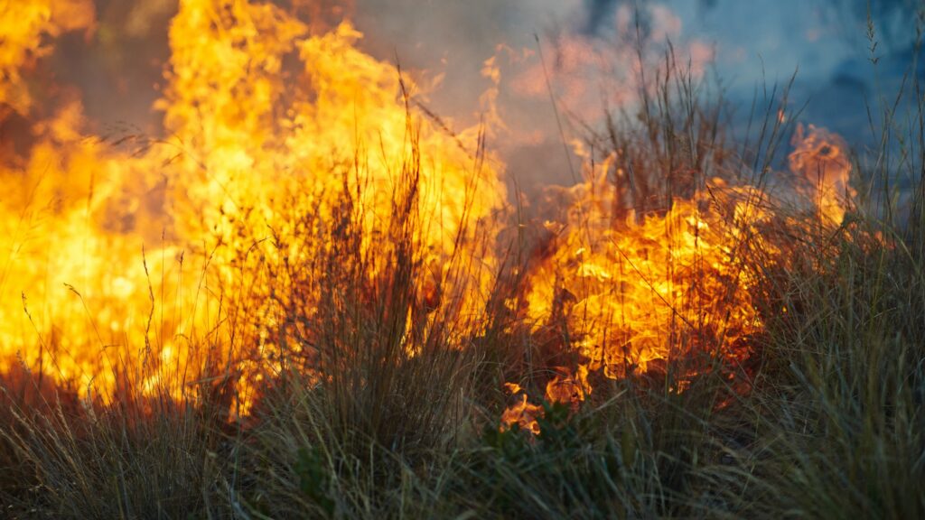 A wildfire burns in the background and catches some of the dry grass in the foreground.