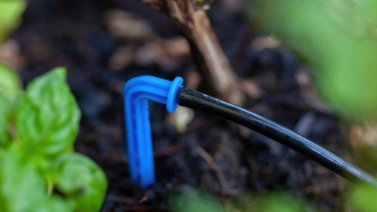 An extreme close up of a drip irrigation pipe in dark brown soil and surrounded by leaves.