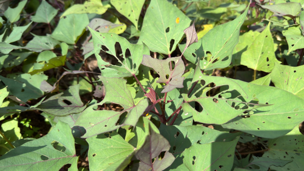 A plant with large green leaves that have been damaged by over exposure to the sun.